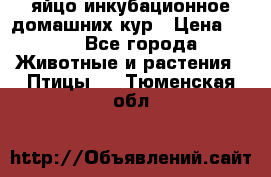 яйцо инкубационное домашних кур › Цена ­ 25 - Все города Животные и растения » Птицы   . Тюменская обл.